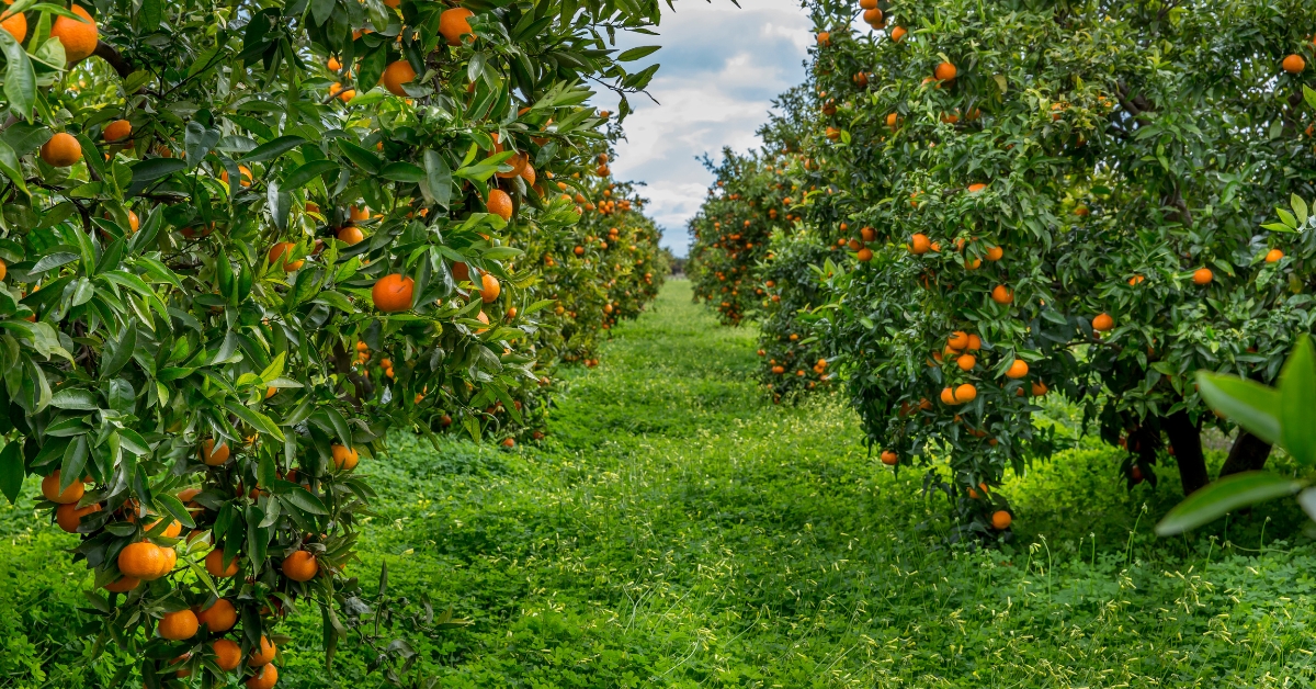 Finca en venta con campo de naranjos en plena producción.