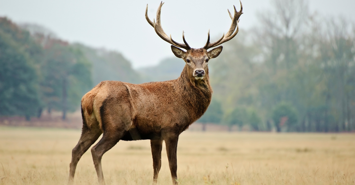 Finca cinegética en venta con ciervo en primer plano en un entorno natural.