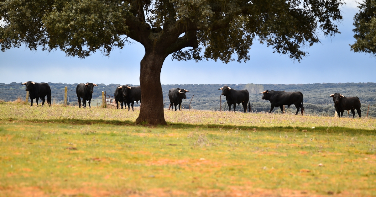 Finca ganadera en venta con amplios pastos para ganado en España.