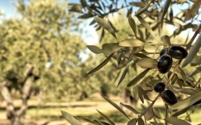 Inversión en Olivares en España