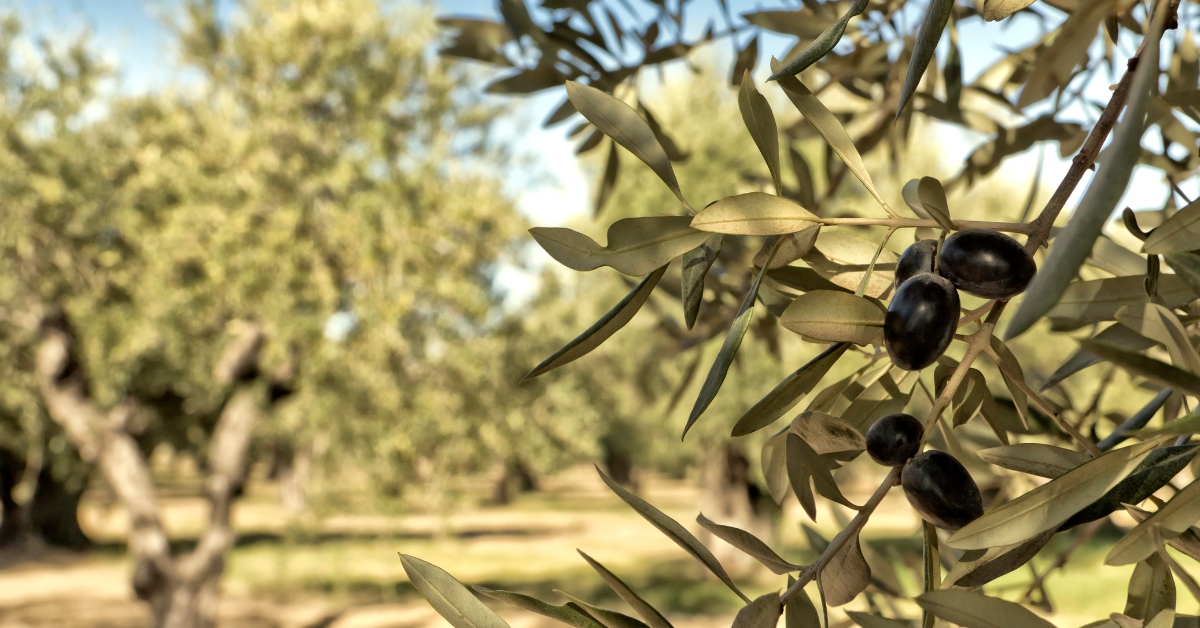 Inversión en olivares